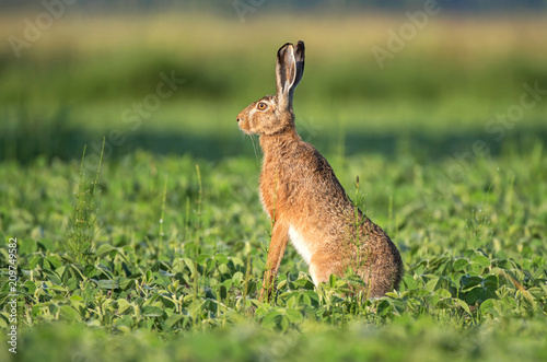 Fototapeta Naklejka Na Ścianę i Meble -  Wild brown hare sitting in a soy field