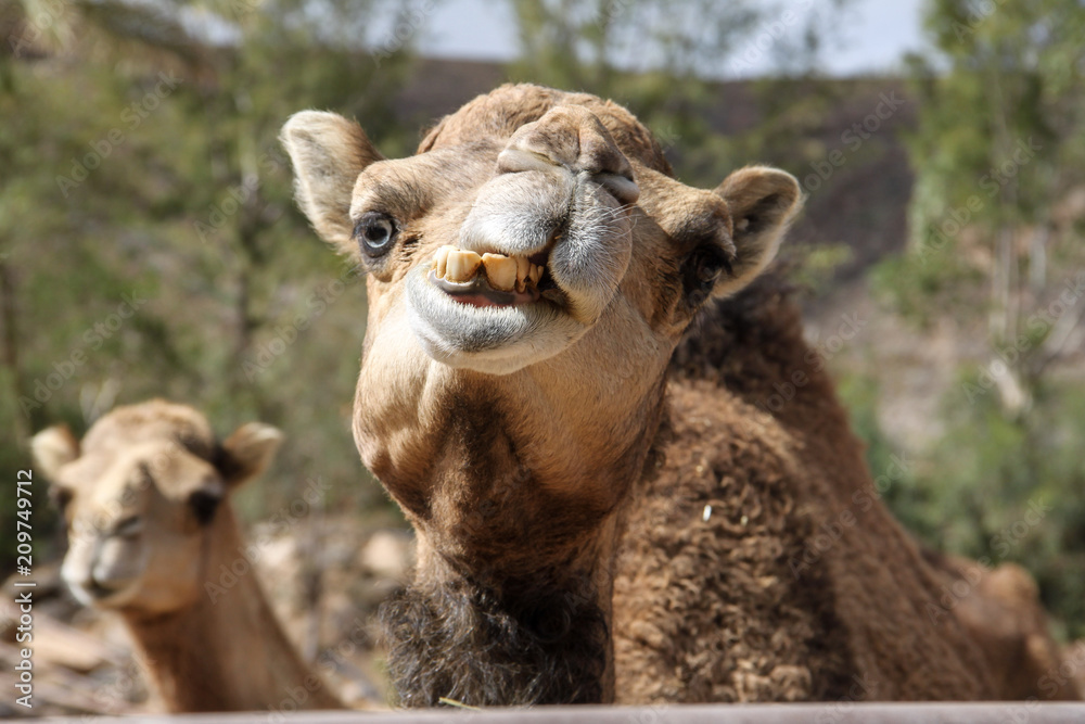Obraz premium Kamel