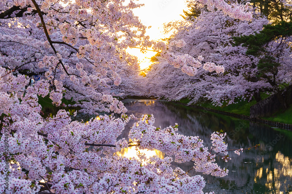 Fototapeta premium 弘前公園の桜 Hirosaki park