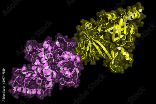 BRCA2 (breast cancer susceptibility gene 2) tumor suppressor bound to DSS1. Cartoon model with semi-transparent surface.