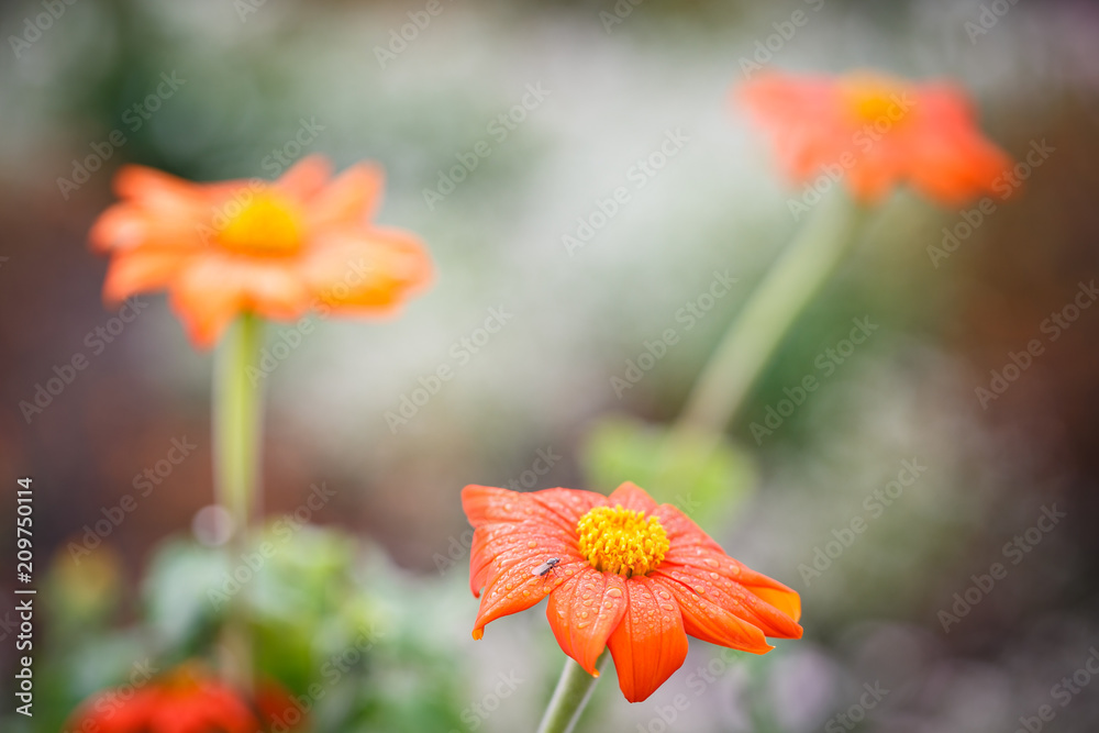 Blüte mit Fliege Blüte mit Fliege