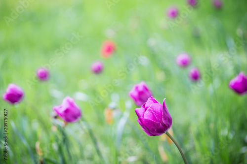 Tulpen auf der Wiese