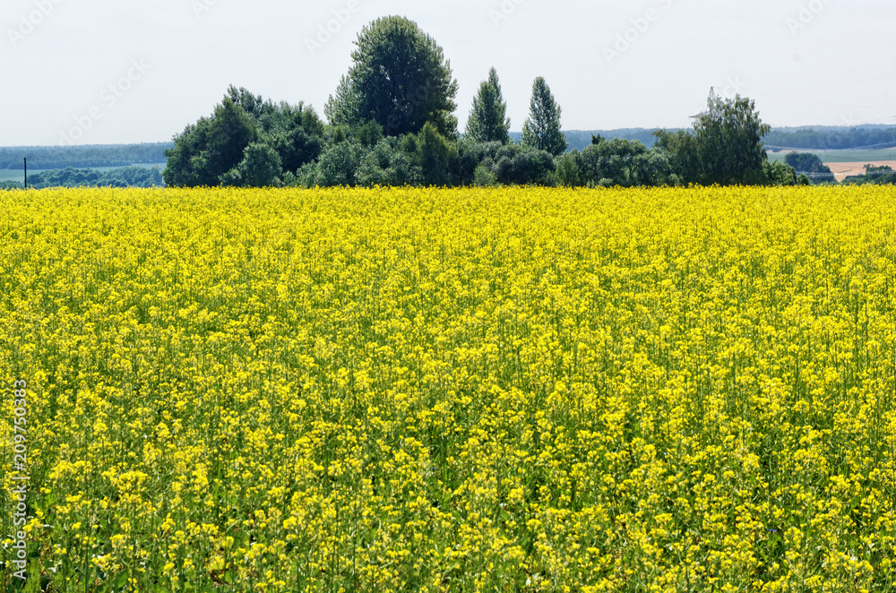 Rapeseed  background,also known as rape,oilseed rape is a bright-yellow flowering member of the family mustard,cultivated mainly for its oil-rich seed.rapeseed flower blooming in farmland
