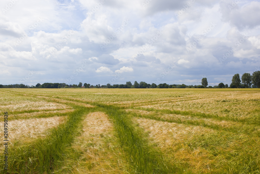 Fototapeta premium ripening barley crop