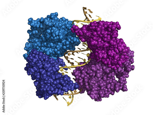 HNF homeobox A (HNF1A) transcription factor, space-filling model. photo