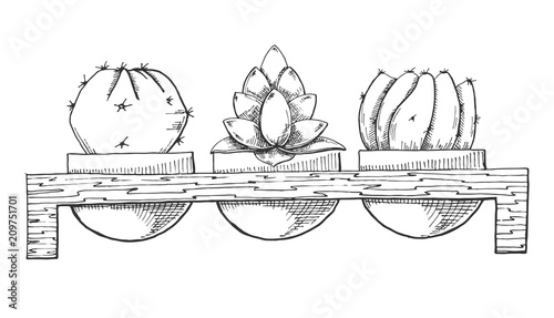 Sketch of three succulents in pots on a wooden stand. Vector illustration of a sketch style