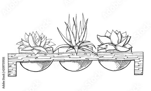Sketch of three succulents in pots on a wooden stand. Vector illustration of a sketch style