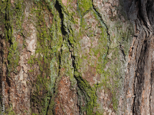 tree bark moss background