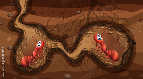 Fire Ants in the Nest