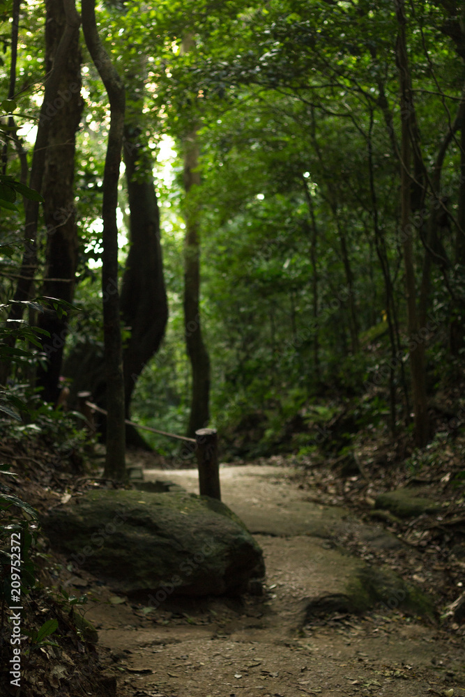 real nature forest with yellow light in urca rio de janeiro real nature forest with yellow light in urca rio de janeiro