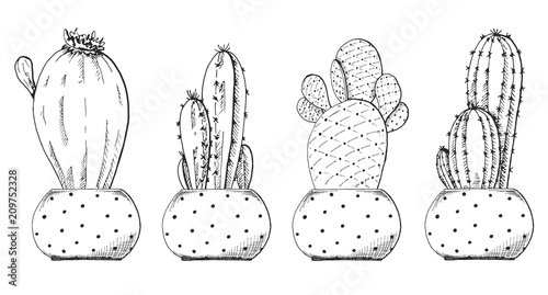 Sketch of succulents in pots. Vector illustration of a sketch style.