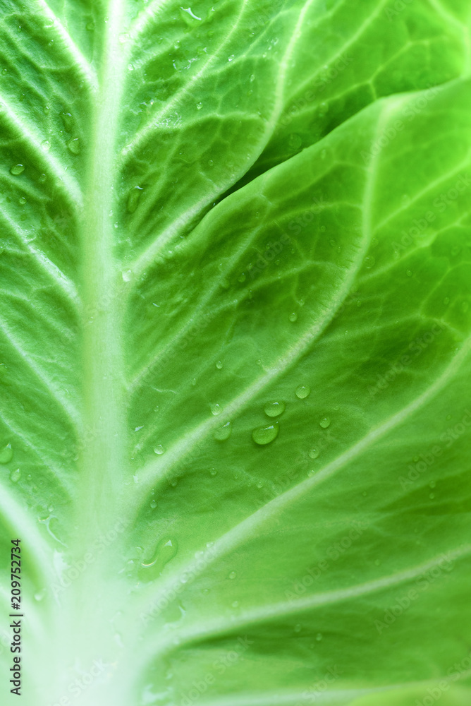 Drops of morning dew on cabbage leaf. Vegetable concept. Macro shoot, top view Drops of morning dew on cabbage leaf. Vegetable concept. Macro shoot, top view