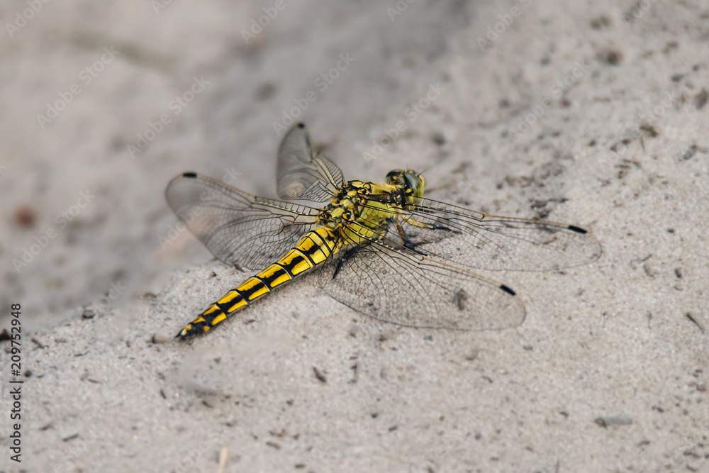 Dragonfly sitting on sea sand - yellow-winged darter - close up Dragonfly sitting on sea sand - yellow-winged darter - close up
