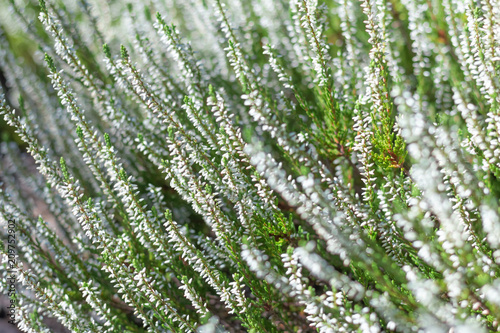  whit eevergreen heather photo