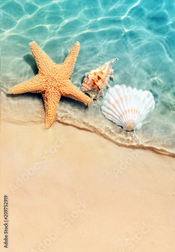 starfish and seashell on the summer beach in sea water. © Belight