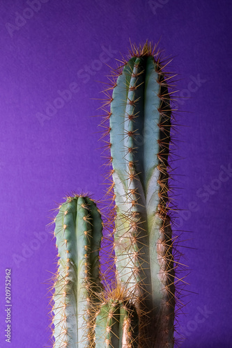 cactus plant on colorful background, copy space