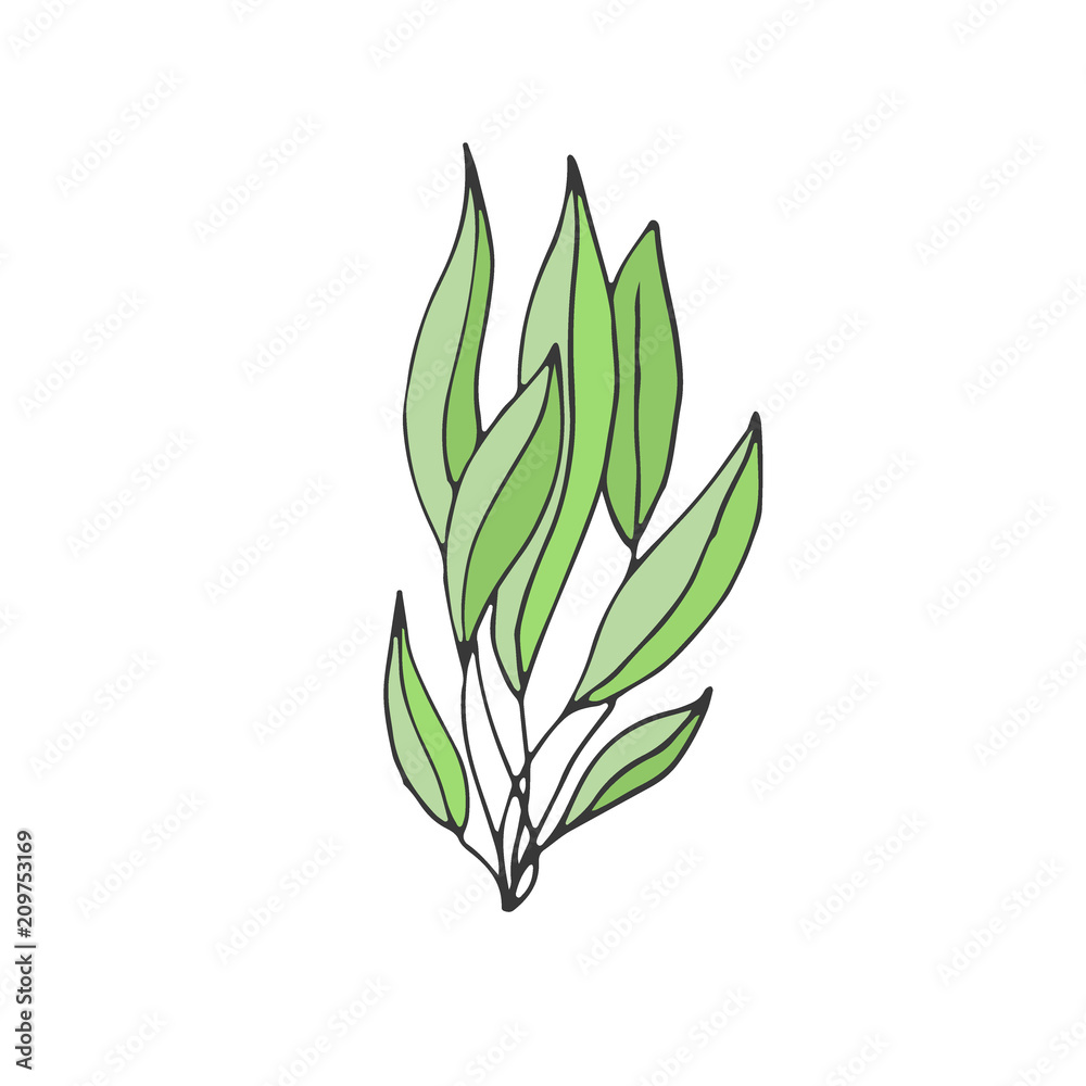 Green Seaweed illustration. Vector plant icon.