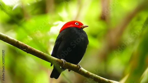 Red-Capped Manakin Ceratopipra Mentalis turning head left and right photo