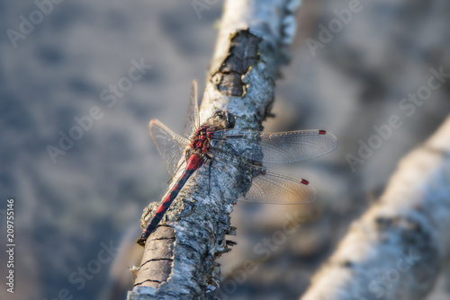 Whitefaces dragonfly sitting on piece of wood  - Leucorrhinia rubicunda - close up - macro