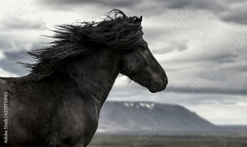 Horse in the wind photo