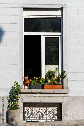 A dog sitting in a window