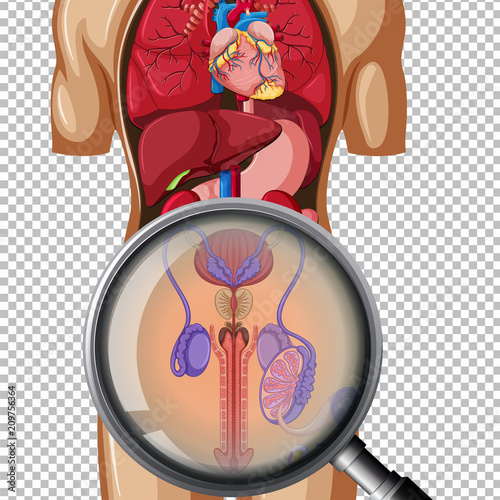 A Male Reproductive Organs on Transparent Background