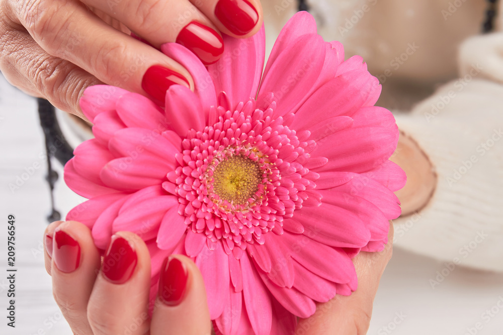 Gerbera in manicured hands close up. Female hands with red manicure holding gentle pink gerbera close up. Gerbera in manicured hands close up. Female hands with red manicure holding gentle pink gerbera close up.