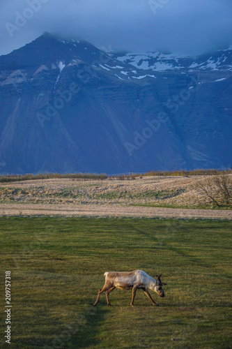 A wild raindeer in the landscapes of Iceland