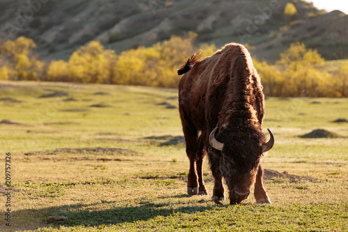 A Bison grazes in Theodore Roosevelt National Park