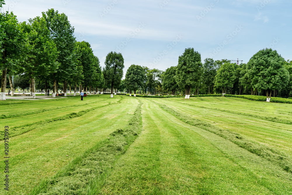 Green lawn in urban public park Green lawn in urban public park