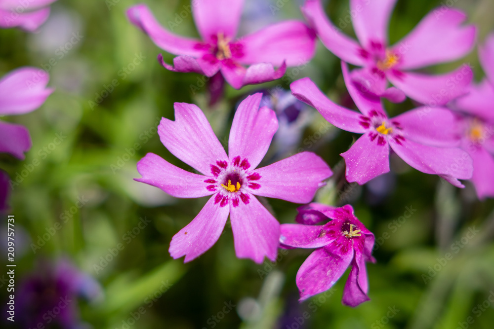 Fine pink flowers on a background of other pink flowers closeup