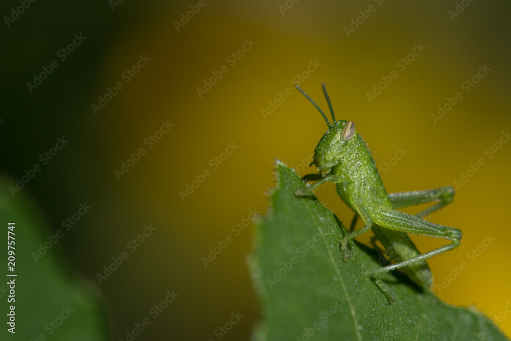 Macro of Tiny Green Grasshopper on Leaf with Yellow Background Macro of Tiny Green Grasshopper on Leaf with Yellow Background