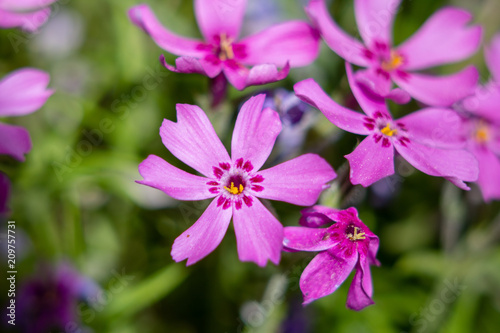 Fine pink flowers on a background of other pink flowers closeup