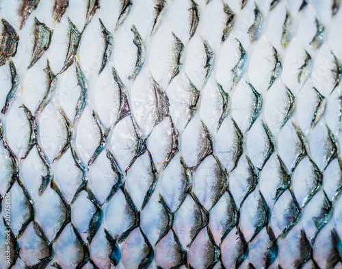 skin of tilapia fish after the scales removed. natural abstract pattern background