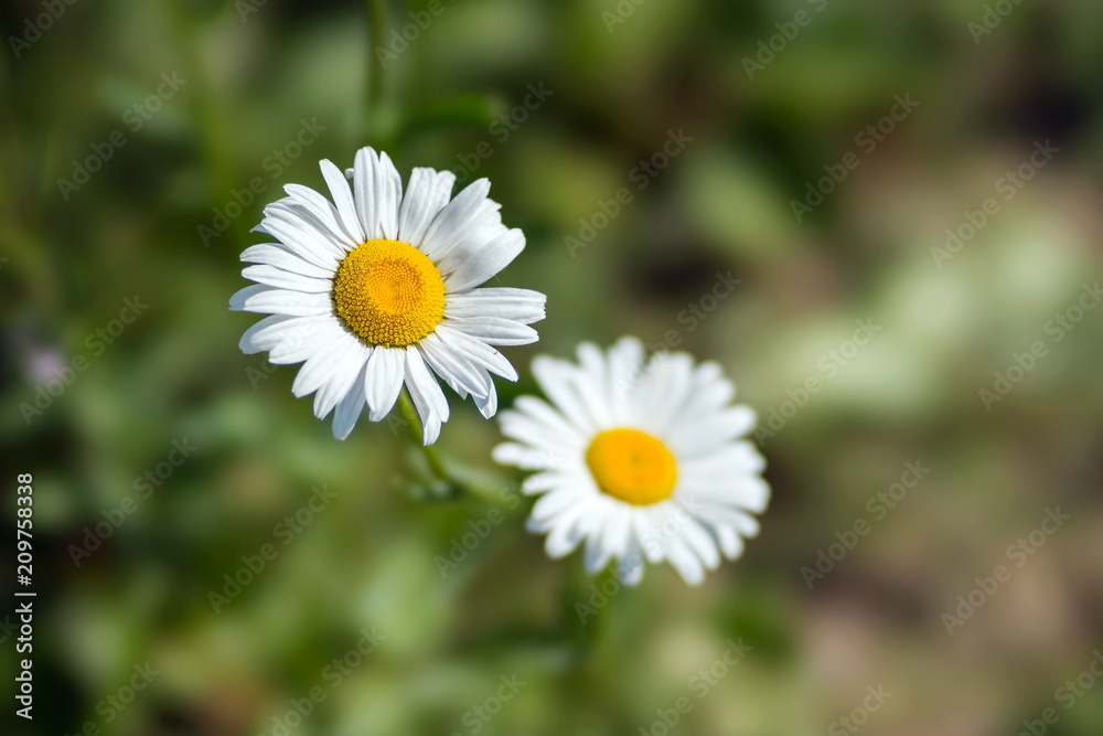 White daisies on a background of green grass. White daisies on a background of green grass.