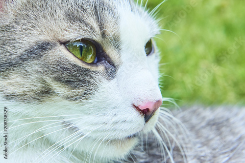 Close up portrait of cat in green grass. Focused to eye