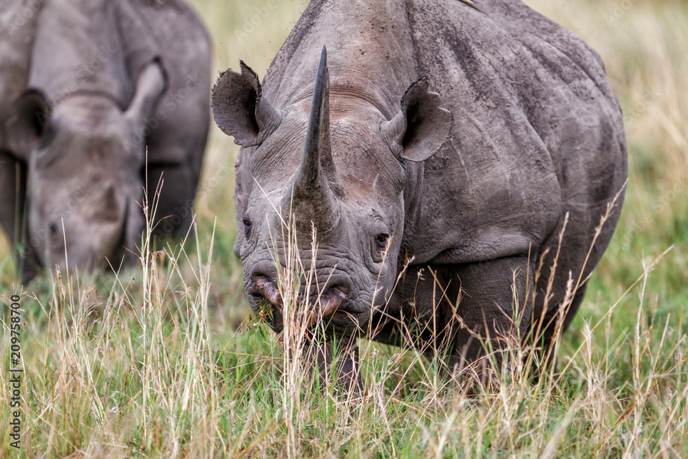 Black Rhino eating in the Masai Mara National Park in Kenya Black Rhino eating in the Masai Mara National Park in Kenya