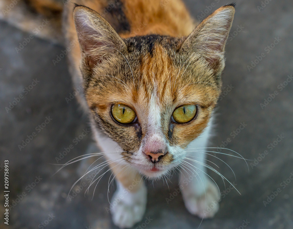 cute calico cat posing for the camera