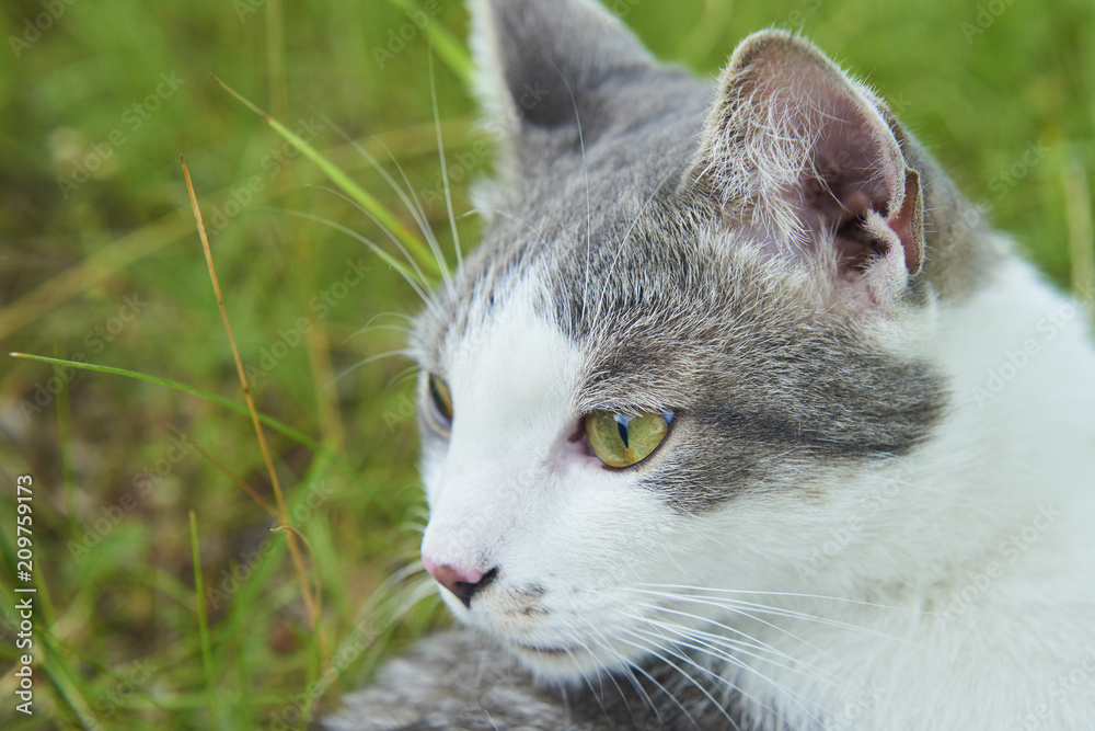 Close up portrait of cat in green grass. Focused to eye