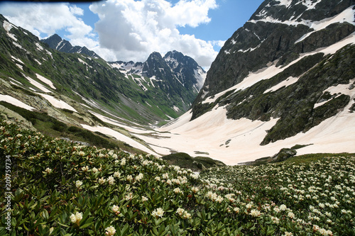 Blooming Alpine meadows in the Caucasus mountains