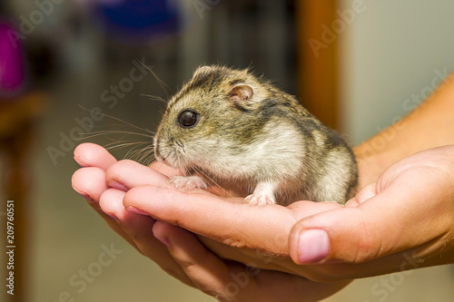 Grey dwarf hamster Gray macro, stands hairy, fur, ,