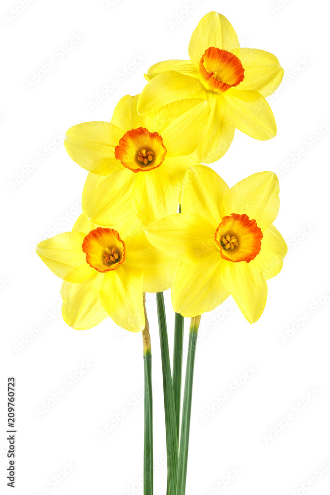 Narcissus flowers isolated on white background Narcissus flowers isolated on white background