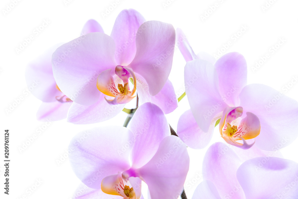 Obraz premium Pinke Phalaenopsis Orchidee - High Key