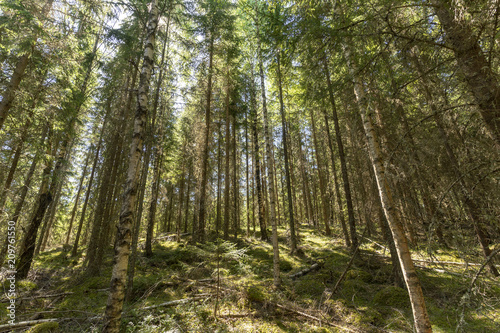 Natur Reservat Glaskogen Schweden