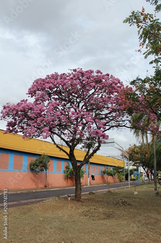 Tree Ypê