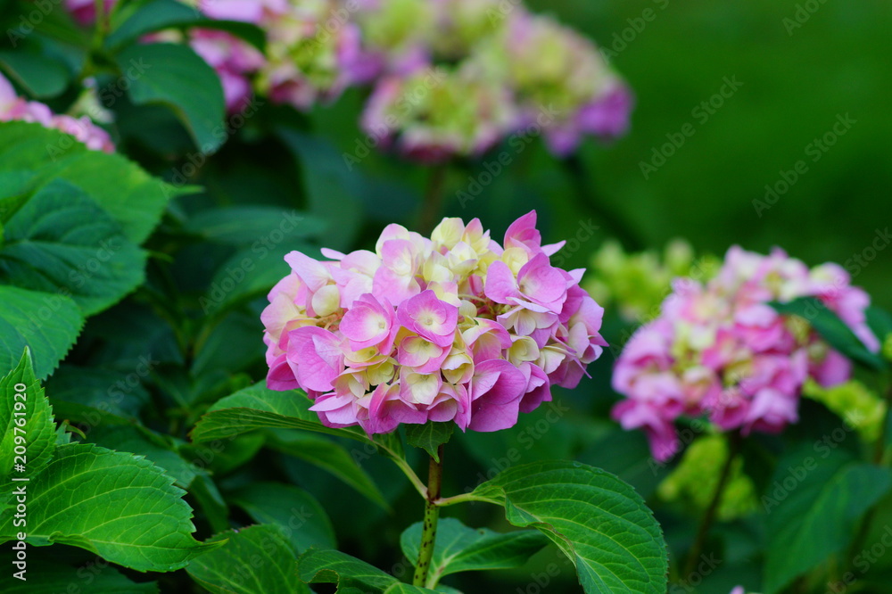 Hydrangea macrophylla - Beautiful bush of hydrangea flowers in a garden
Hydrangea macrophylla - Beautiful bush of hydrangea flowers in a garden