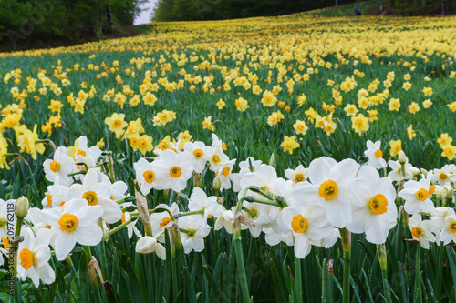 Fototapeta Naklejka Na Ścianę i Meble -  みやぎ蔵王えぼし すいせん祭り 