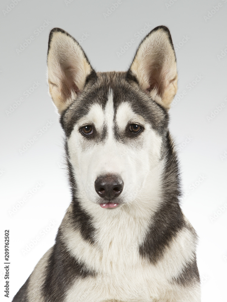 Husky puppy portrait. Image taken in a studio with white and grey background.