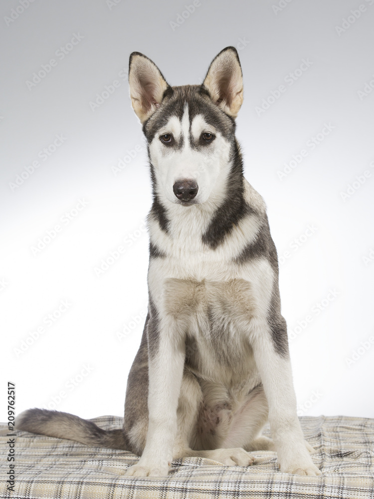 Husky puppy portrait. Image taken in a studio with white and grey background.
