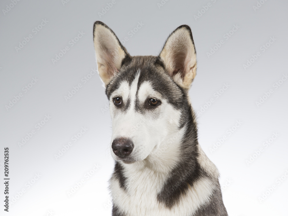 Husky puppy portrait. Image taken in a studio with white and grey background.